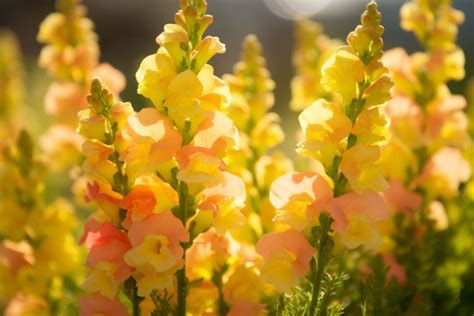 flowers meaning trust|10 Flowers That Represent Honesty: Truthful Blooms.
